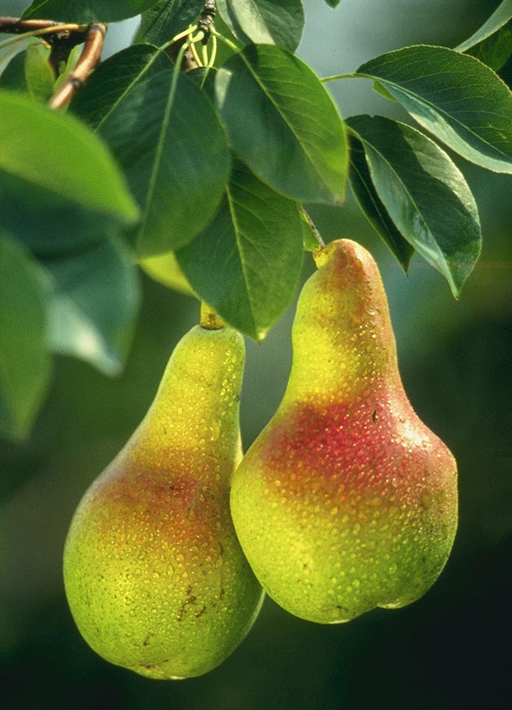 Don't miss the limited harvest season, experience the natural goodness while it's still fresh.