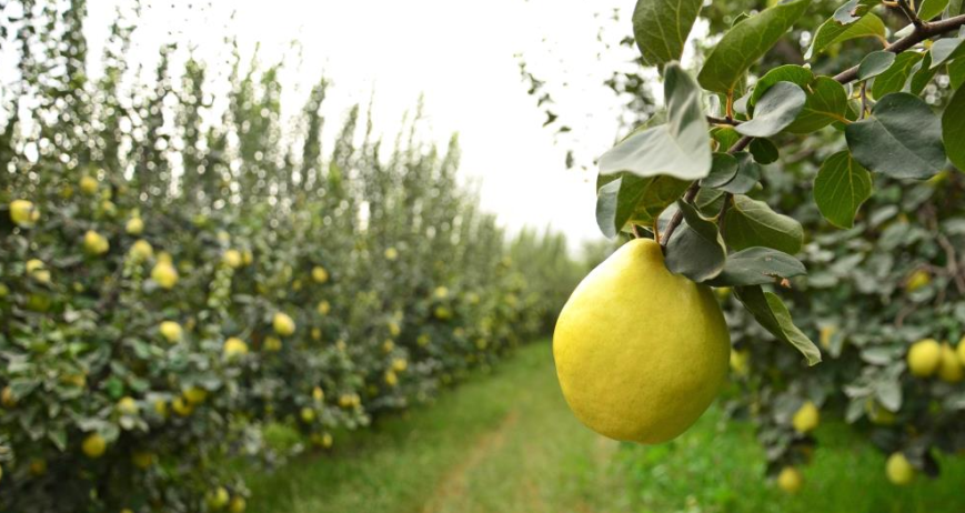 Fruit Storage Guide: How to Keep Pears and Quinces Fresh?