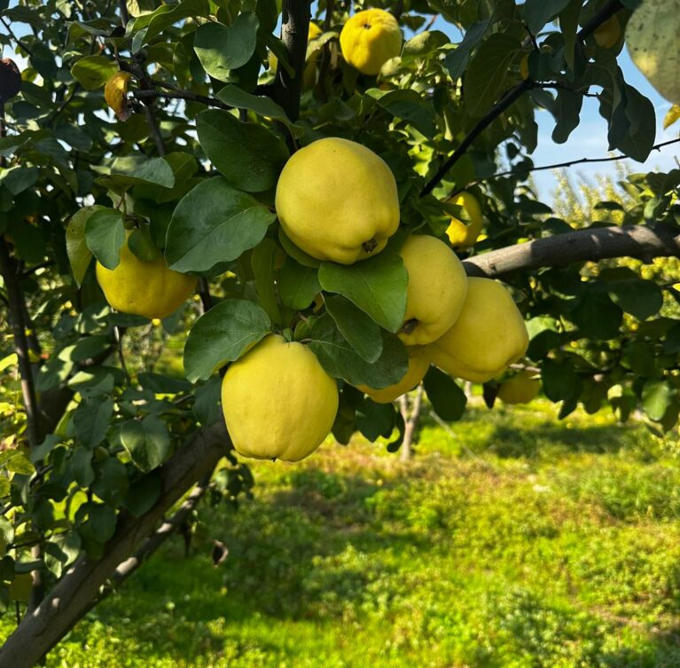 Sınırlı hasat dönemini kaçırmayın, doğallığı taze taze yakalayın.
