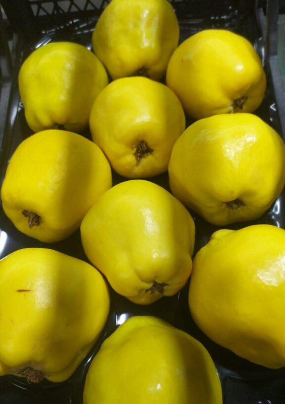Don't miss the limited harvest season, experience the natural goodness while it's still fresh.
