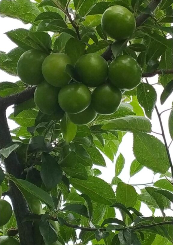 Don't miss the limited harvest season, experience the natural goodness while it's still fresh.