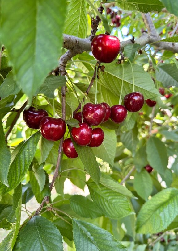 Don't miss the limited harvest season, experience the natural goodness while it's still fresh.