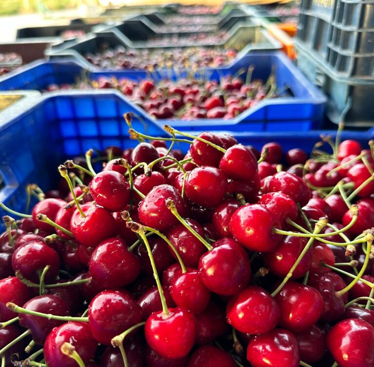 Don't miss the limited harvest season, experience the natural goodness while it's still fresh.